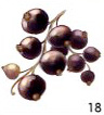 Blackcurrant