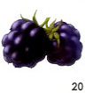 Blackberry