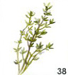 Thyme