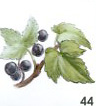Blackcurrant Leaf