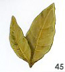 Bay Leaf