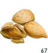 Almond
