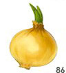 Onion